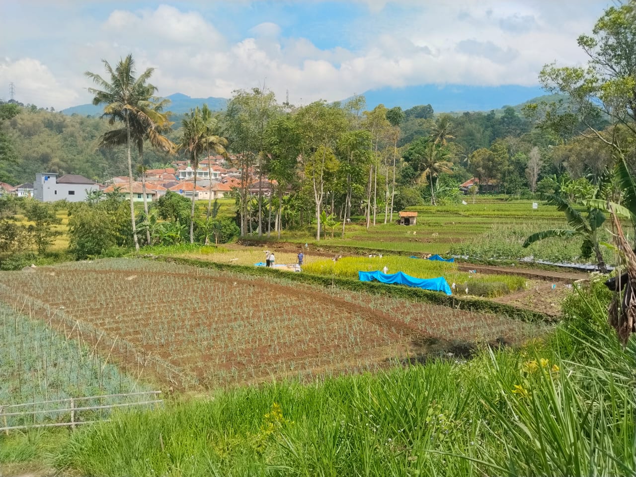 IMG-20251016-WA0014 - Tzipora King